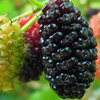 نهال توت و شاتوت گلدانی