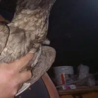 فروش تعدادی خروس لاری