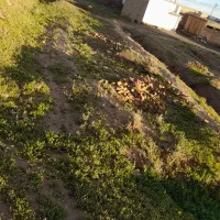 زمین ۲۰۰متر شمالی باهنر ۶۰