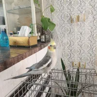 عروس هلندی نر
