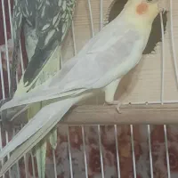 عروس هلندی جفت