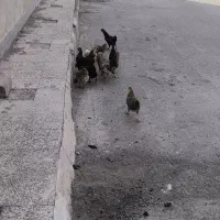 10عدد مرغ و 2عدد خروس