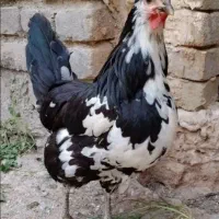 تخم مرغ گلین