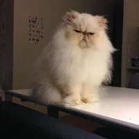 دنیای گربه های پرشین ( در تمامی رنگ ها )|گربه|اصفهان, جلفا|دیوار