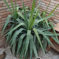 گلهای آپارتمانی|گل و گیاه طبیعی|شهریار, شهرک شاهد|دیوار