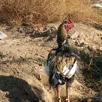 خروس لاری اصیل|حیوانات مزرعه|مشهد, نیزه|دیوار