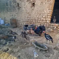 بوقلمون سالم و سرحال|حیوانات مزرعه|کوهدشت, |دیوار