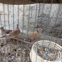 کبوتر خانگی بور ابادانی|پرنده|جیرفت, |دیوار