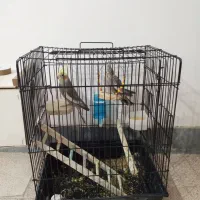 عروس هلندی|پرنده|پیرانشهر, |دیوار