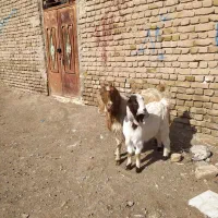 گوسفند|حیوانات مزرعه|تربت‌حیدریه, پائین ولایت|دیوار