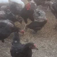 خریدوفروش حیوانات مزرعه حلال گوشت|حیوانات مزرعه|قزوین, |دیوار