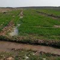 فروش زمین کشاورزی