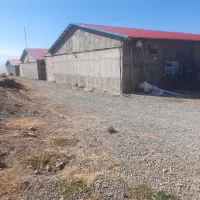 کار در مرغداری