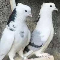 ذبللببلبق