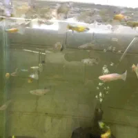 آکواریوم آنجل|ماهی|خوی, |دیوار