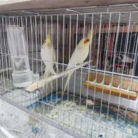 فروش عروس هلندی