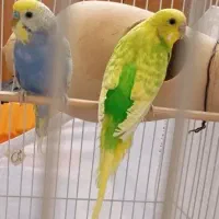 مرغ عشق مولد اسپانگل