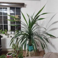 پاندانوس|گل و گیاه طبیعی|سیاهکل, |دیوار