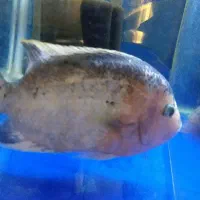 ویجا سین سیلا