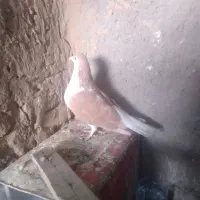 یک عدد کفتر  فروشی
