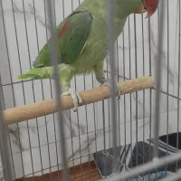 شاه طوطی ماده بالغ