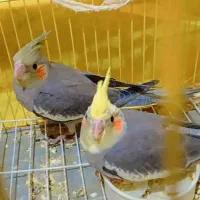عروس هلندی|پرنده|فاضل آباد, |دیوار