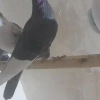 کبوترپرشی|پرنده|زیویه, |دیوار