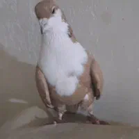 کبوتر زرد رسمی