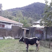 گاولیشه محلی عروسک (قیمت مناسب)|حیوانات مزرعه|گوراب زرمیخ, |دیوار