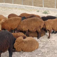 فروش مال زنده درهروزنی|حیوانات مزرعه|ساری, |دیوار