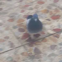 گرفتنی|حیوانات|اهواز, ۲۰۰۰واحدی|دیوار