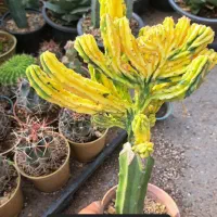 کاکتوس پیوندی