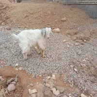 بی نر چپش بز