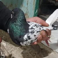 پرنده|پرنده|تاکستان, |دیوار