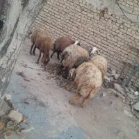 حیوانات مزرعه|حیوانات مزرعه|داران, |دیوار