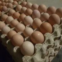 تخم‌مرغ بومی|خوردنی و آشامیدنی|نجف‌آباد, شریعتی غربی|دیوار