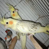 حراج