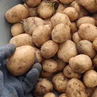 سیب زمینی بذری|عمده‌فروشی|بیرانوند, |دیوار