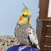 گمشده تماس بگیرید