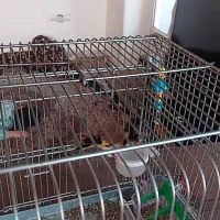 سهره|پرنده|ملارد, |دیوار