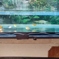 آکواریوم حرفه ای با شیر تخلیه آسان با کلیه لوازم