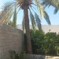 قطع و برش نخل رایگان