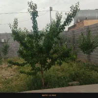 باغ فروشی ( نقد و اقساط)|فروش زمین و ملک کلنگی|مشهد, شیرحصار|دیوار