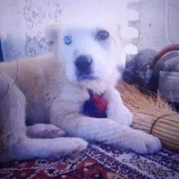 سگ نگهبان