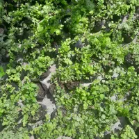 پرورش چمن طلایی ویال اسبی