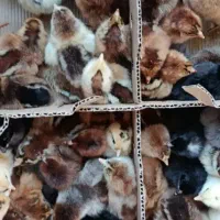 فروش جوجه محلی و رنگی