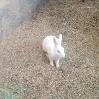 خرگوش چشم گیلاسی