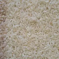 برنج محلی چمپا