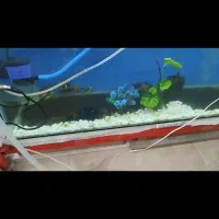 ماهی کوی و آکواریوم