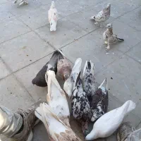 کبوتر